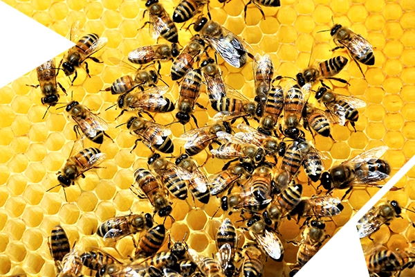 Sharksia - GenAI y Agentic AI en Servicios de Tecnología